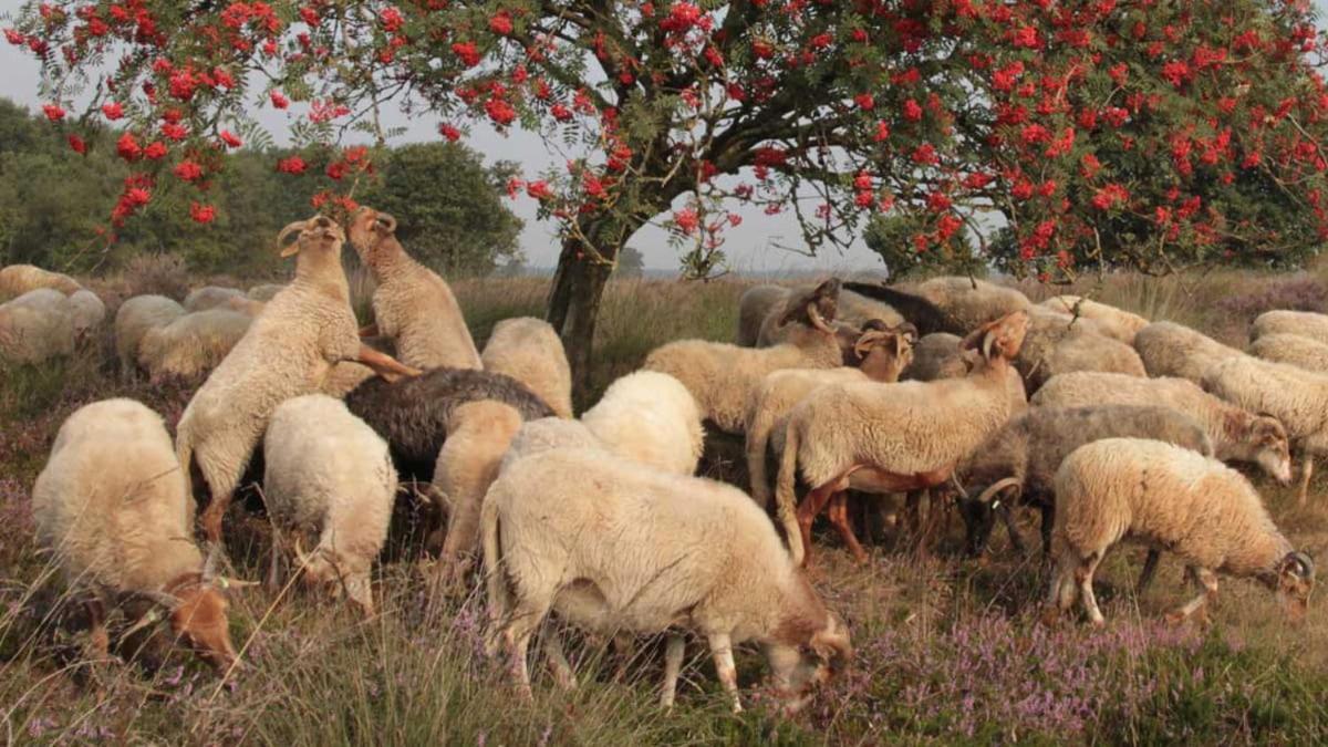 The Green Cottage Ruinen المظهر الخارجي الصورة